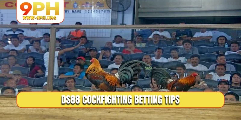 DS88 Cockfighting betting tips