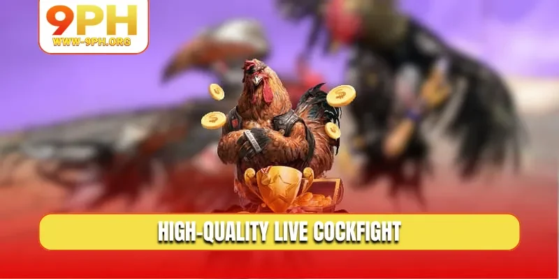 High-quality live cockfight