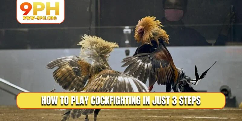 How to play cockfighting in just 3 steps