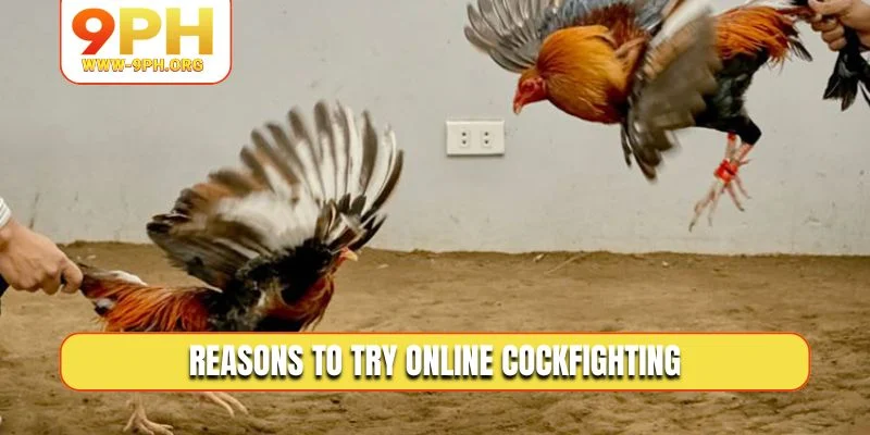 Reasons to try online cockfighting