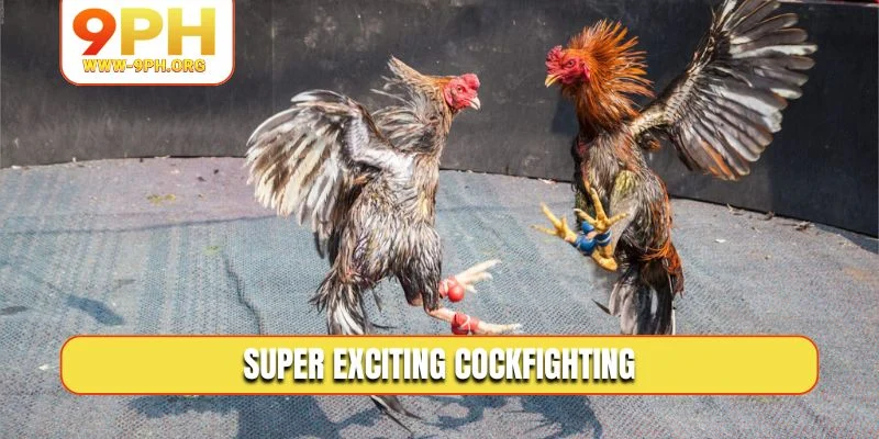 Super exciting cockfighting