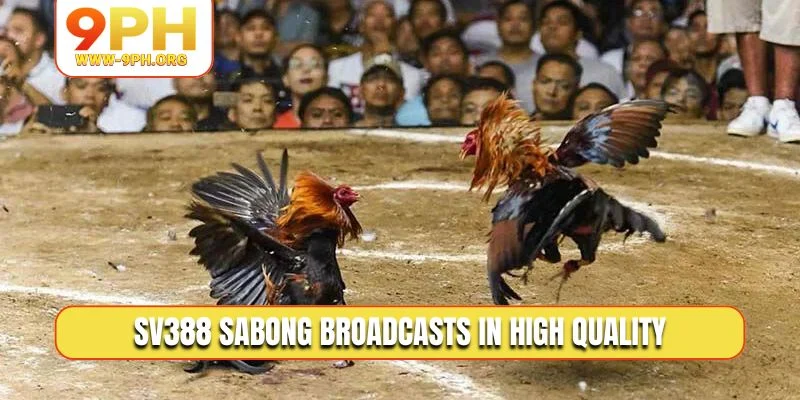 SV388 Sabong broadcasts in high quality