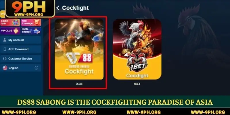 DS88 Sabong is the cockfighting paradise of Asia