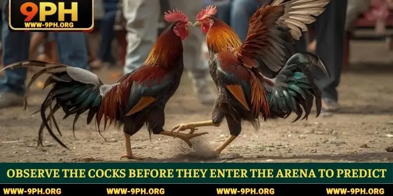 Observe the cocks before they enter the arena to predict